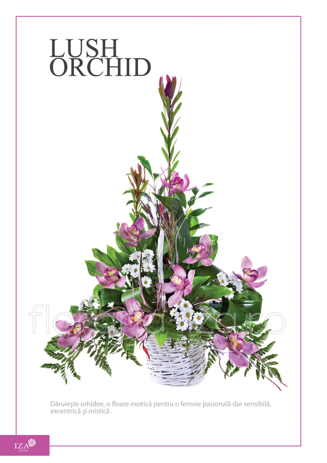 Clic pentru a vedea imaginea mărită Cos orhidee - Lush orchid