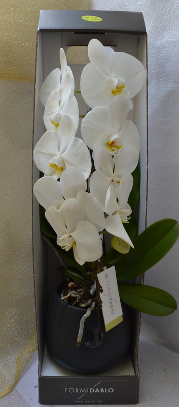 Clic pentru a vedea imaginea mărită Orhideea Phalaenopsis