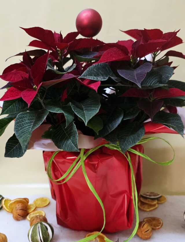 Clic pentru a vedea imaginea mărită Craciunita mare cu glob