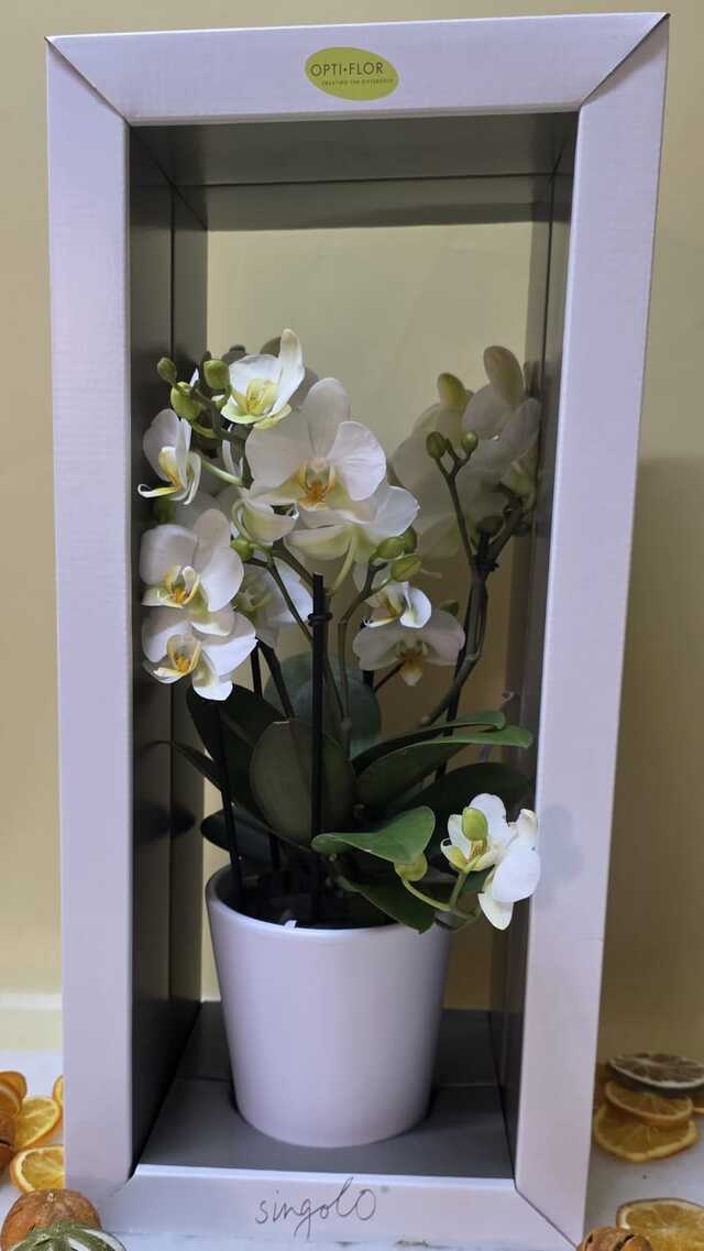 Clic pentru a vedea imaginea mărită Orhidee alba in cutie cu ghiveci ceramic