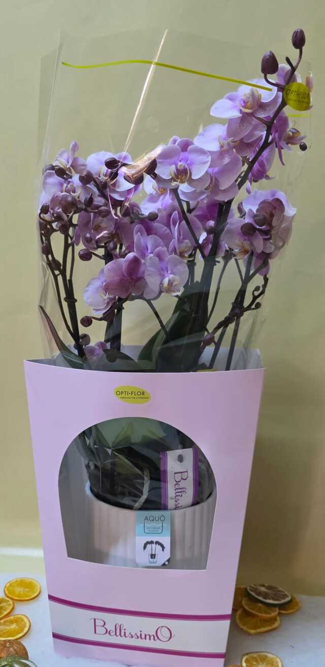 Clic pentru a vedea imaginea mărită Orhidee mare in cutie