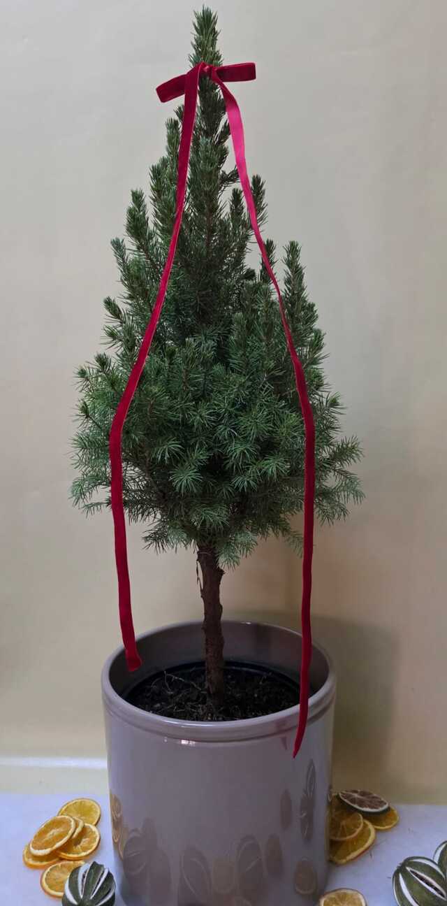 Clic pentru a vedea imaginea mărită Brad in ghiveci ceramic