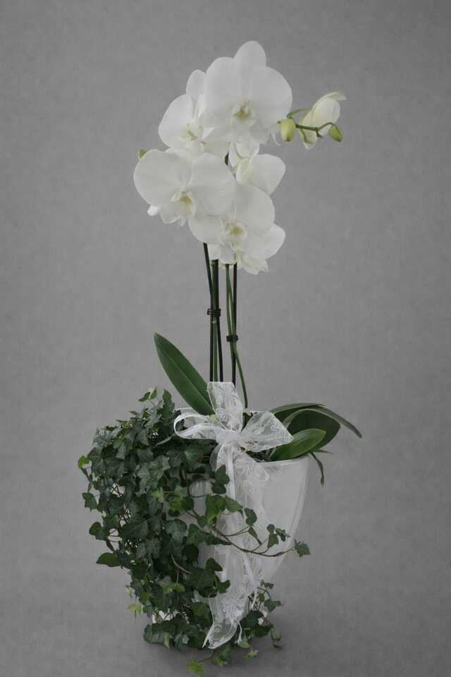 Clic pentru a vedea imaginea mărită Aranjament alb