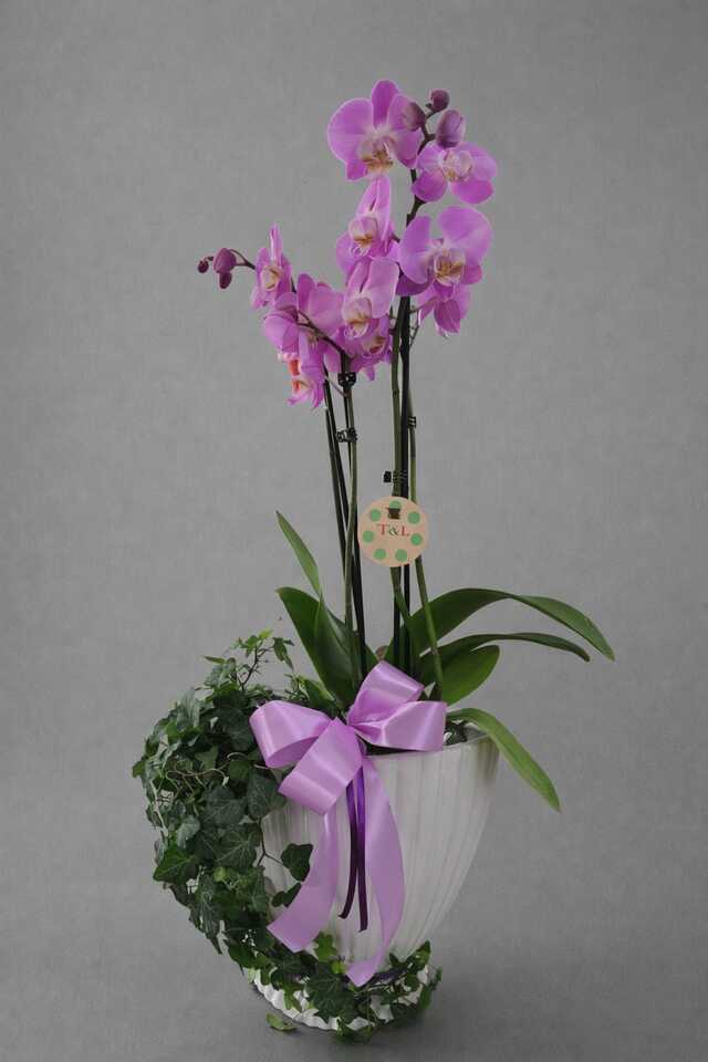 Clic pentru a vedea imaginea mărită Aranjament roz