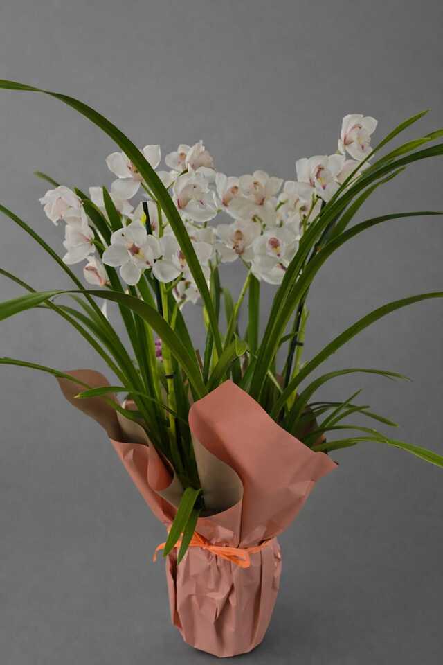 Clic pentru a vedea imaginea mărită Ghiveci cymbidium